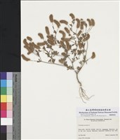藏品(兔足三葉草)的圖片